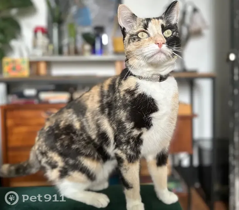 Lost Кошка, Female, North Potomac Street, 102, Baltimore - calico with two-toned face - photo