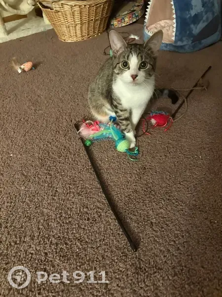 Lost male cat, Campbell Hill Road, 330, Bowling Green - grey and white coat - photo