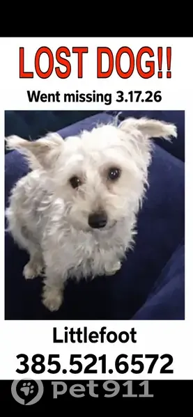 Lost Собака, Female, Salt Lake City, Utah - White, answers to Littles - photo
