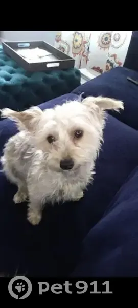 Lost Собака, 900 West, 541, Salt Lake City - little, white/silver, super sweet - photo