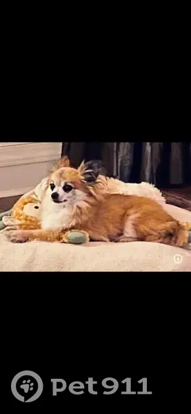 Lost Собака Male, Menama Pass, Millbrook - long hair chihuahua - photo