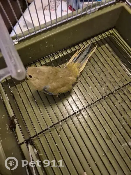 Rescued Bird: Attack at McQuillan Oval - photo