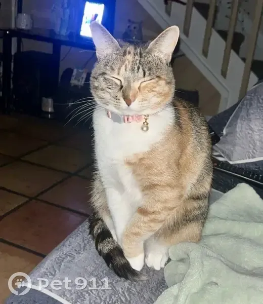 Lost Cat, Female, Forest Hill Boulevard, 6151, Greenacres - Calico with Pink Collar - photo