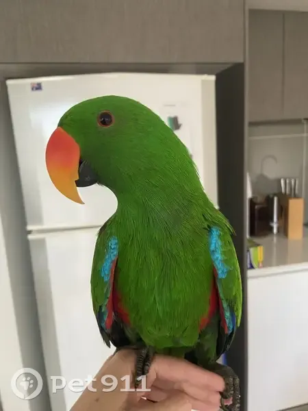 Lost Parrot: Green, Loud, Microchipped - photo