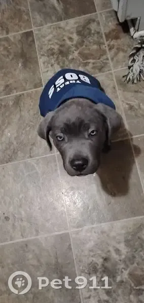 Lost Собака, Male, Carney Avenue, 1903, Rockford - Healed scar around neck - photo