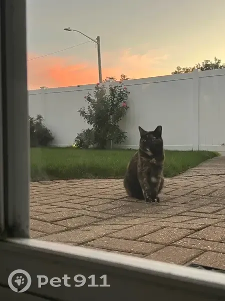 Lost Кошка, 12th Street, 201, West Babylon - left ear and tail chopped - photo