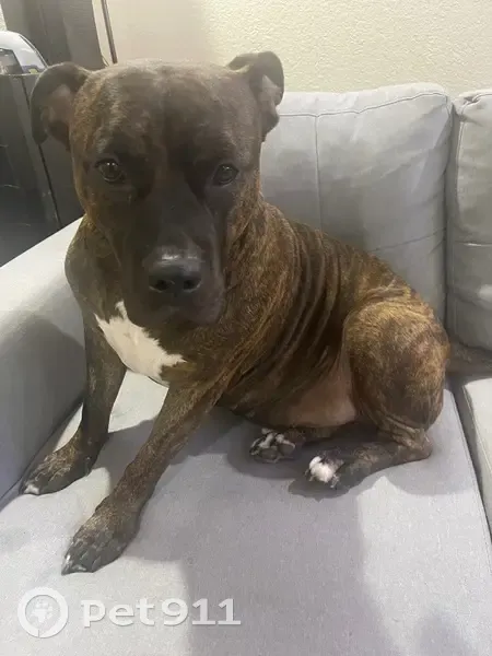 Lost Dog, Male, San Antonio, Texas - Brindle Pitbull - photo
