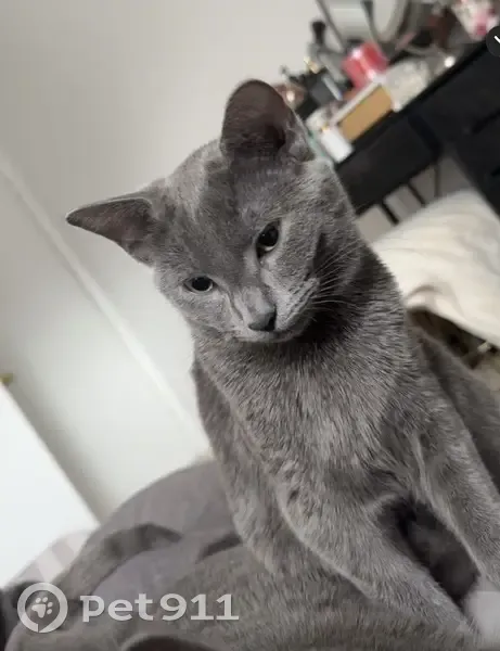 Lost Кошка, Female, Periwinkle Drive, 156, Dover - small and friendly - photo