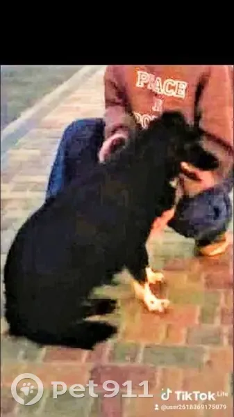 Зникла собака в Києві: чорна Луна з білими лапками - photo