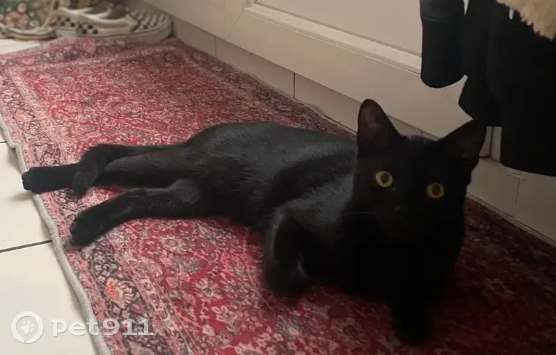 Perdu chat homme, Avenue de la République, 6, Houilles - yeux jaunes - photo