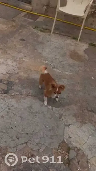 ¡Perro perdido! Mini zorrito con orejita caída - photo