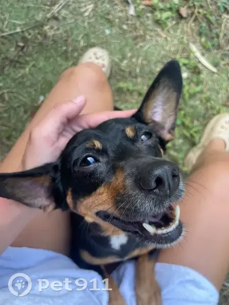 Trouvée chienne femme, L'Étang-Salé, Saint-Pierre - hyper sociable et câline - photo