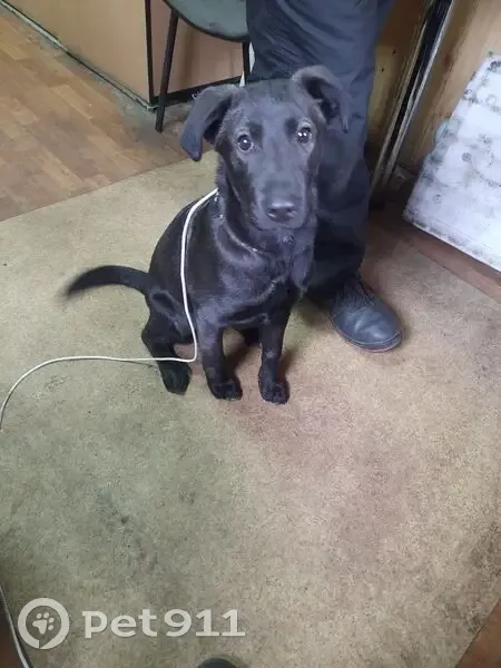 Знайдена собака на вул. Чорних Запорожців, Буча - photo