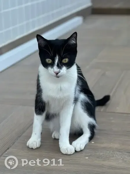 Gato desaparecido - photo