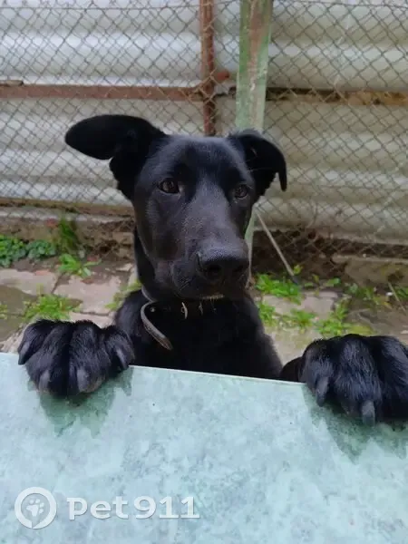 Зникла чорна собака на Дивізійній, Львів - photo