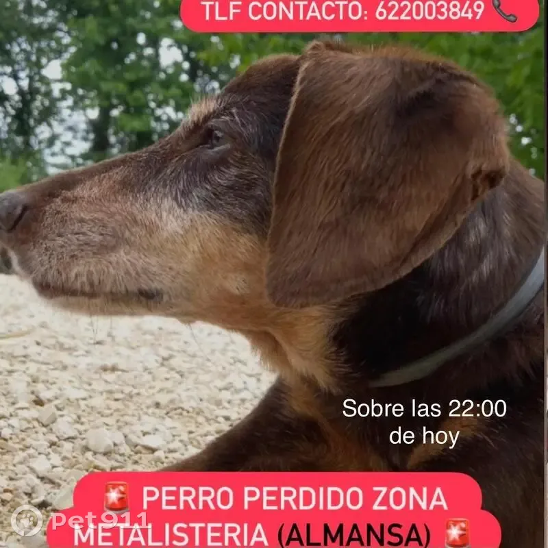 Perrita Mayor Perdida en Almansa, ¡Ayuda! - photo