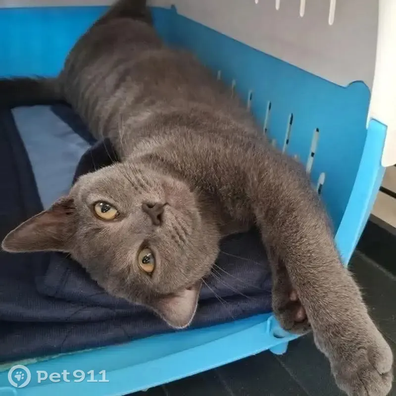 Lost Blue Russian Cat: Cher in Brisbane - photo