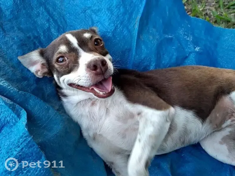 Cachorro perdido Fêmea (brl002481) - photo