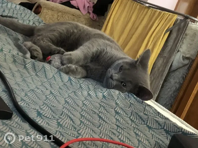 Зникла сіра кішка з чорним нашийником - photo