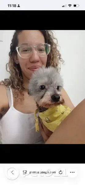 Cachorro perdido - photo