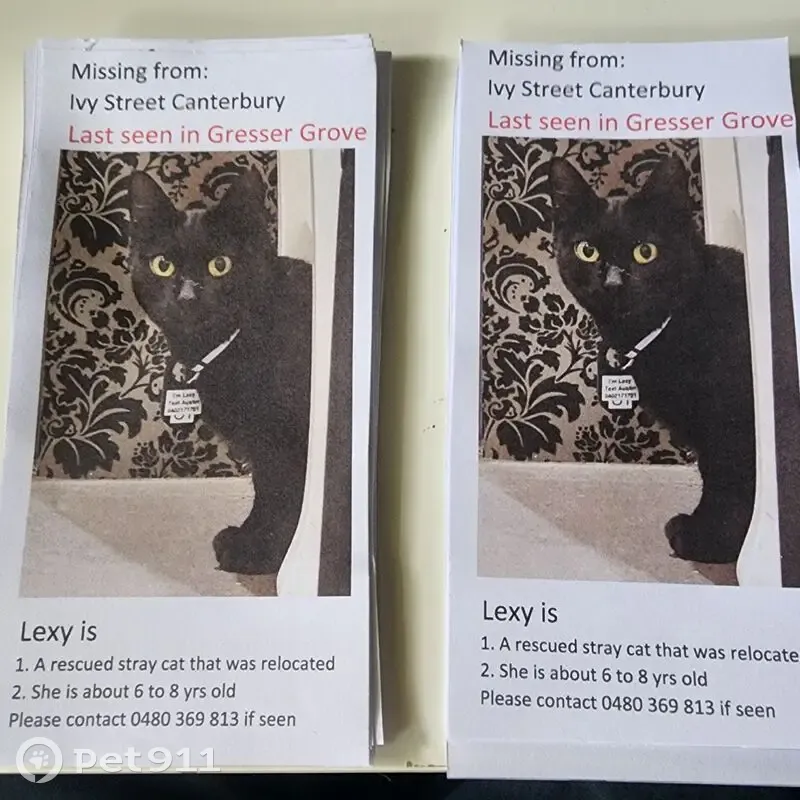 Help Find Lexy: Small Black Cat Lost - photo