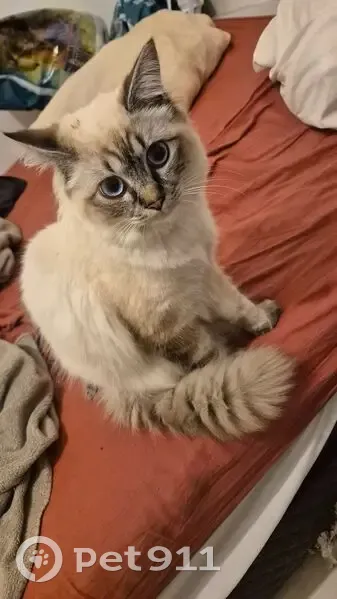 Chat disparu Garçon (fl586747) - photo