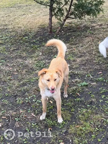Знайдена собака в парку Володимирська гірка - photo