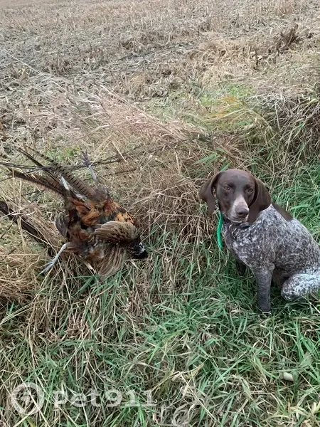 Lost Dog, Briarwood Drive, 4715, Cedar Falls - liver and white German short hair - photo