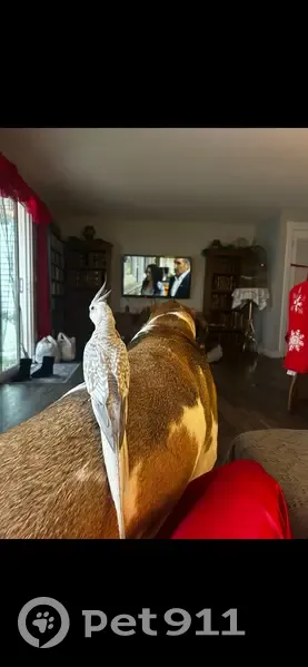 Lost Bird, Female, Southwest Whistling Way, 13220, Beaverton - Grey & white cockatiel - photo