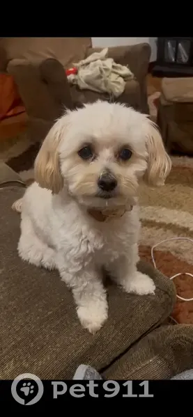 Lost Dog, Male, New Sight Drive Northeast, Brookhaven - photo