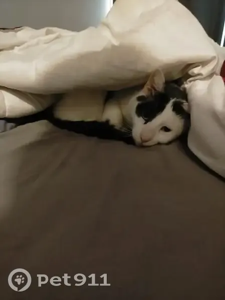 Lost: Friendly Black & White Cat, Armadale - photo