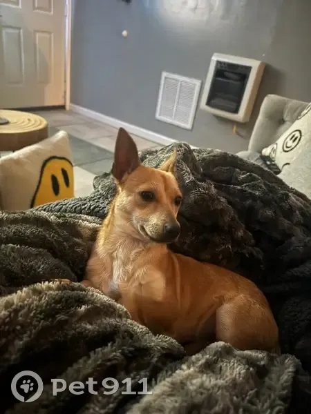 Lost Dog, Male, Robinson Gap Road, Nashville - Tan Chihuahua - photo
