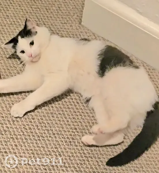 Lost Cat: Black & White, Cape Town - photo