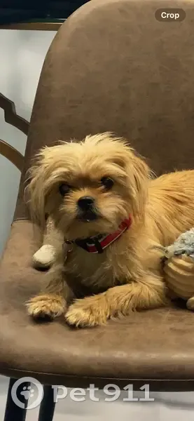 Missing dog Female, Pleasant Valley (usl532919) - photo