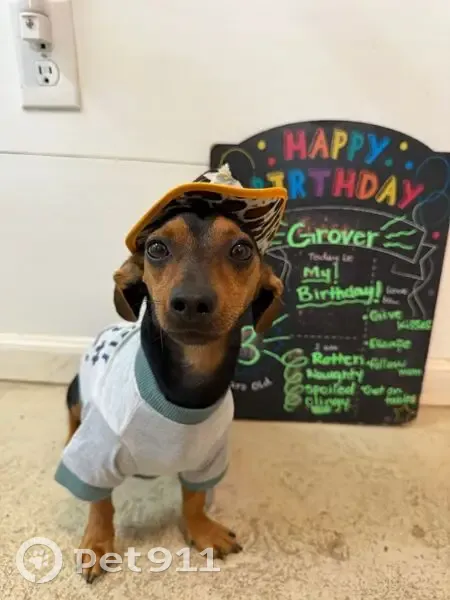 Lost Dog, Male, Perryville Road, Danville - 12 lb Dorkie - photo