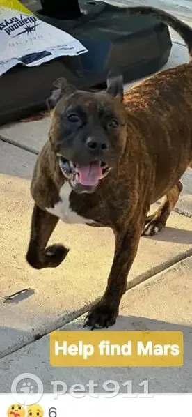 Lost Dog, Male, Dusty Boots Road, San Antonio - Brindle with Medical Needs - photo