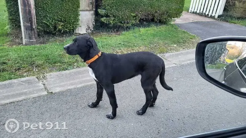 Trouvé chien, Rue de la Buire, Hagnicourt, Attigny - collier orange, poils courts - photo