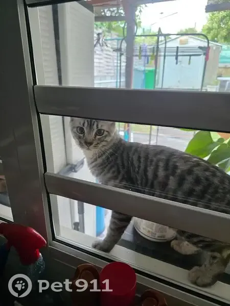 Chat trouvé (ff586757) - photo