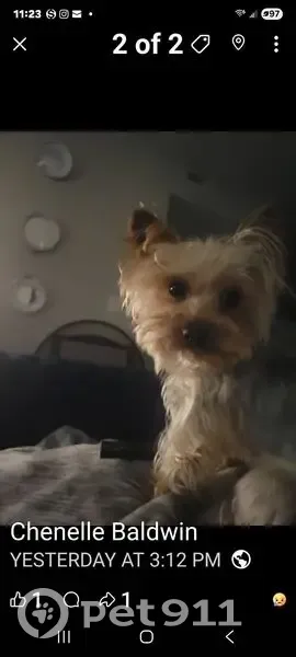 Lost Cat, Warner Road, 4880, Westerville - Extremely Friendly Male - photo