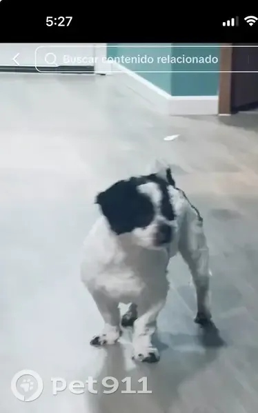 Lost Dog, Male, North Newton Avenue, 1829, Minneapolis - White and black - photo