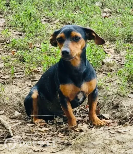 Lost Dog, Male, Perryville Road, 3879, Danville - Tiny black and brown shorthair - photo