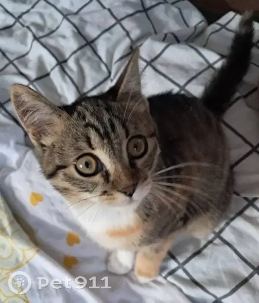 Зникла триколірна кішка у Сонячному - photo