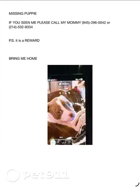 Lost Собака, Female, North Prairie Avenue, 2016, Dallas - escaped by digging a hole - photo