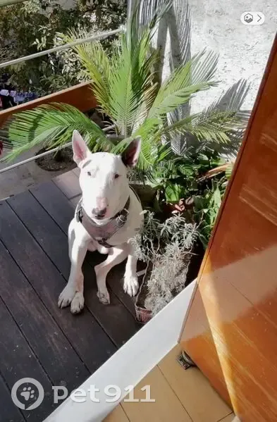 Perro perdido: Blanco con manchas café, CDMX - photo