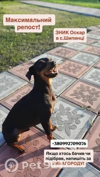 Зник Оскар: Допоможіть знайти нашого друга - photo