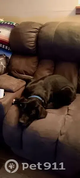 Lost Dog, Male, Brixey, Missouri - Black Cane Corso X, Family-Friendly - photo