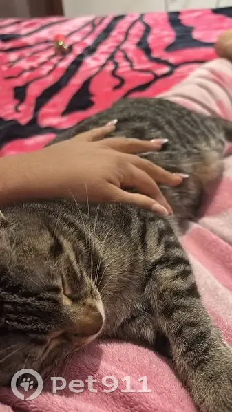 Se busca: Gata Luna perdida en Los Cuarteros - photo