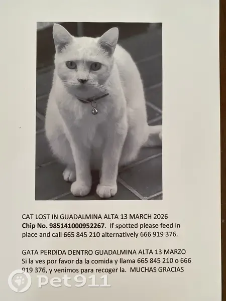 Gata Blanca Sorda Perdida en San Pedro - photo