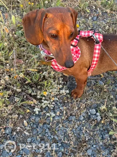 ¡Perro Teckel Canela Perdido en Toledo! - photo