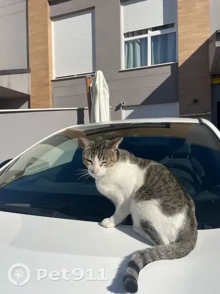 ¿Has visto a Misi? Gato perdido en Murcia - photo